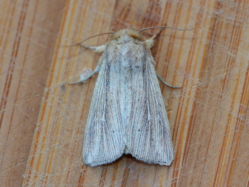 Mythimna sp. - Noctuidae